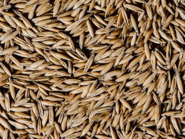 AVENA BLANCA 25KG