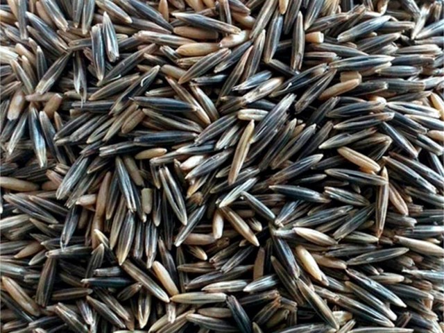 AVENA NEGRA 25KG