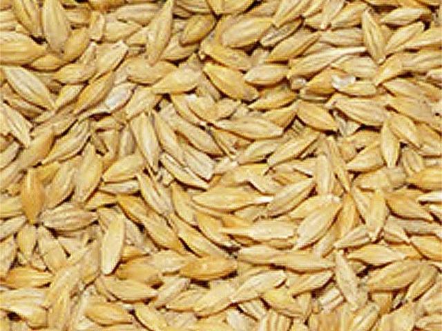 CEBADA 30KG