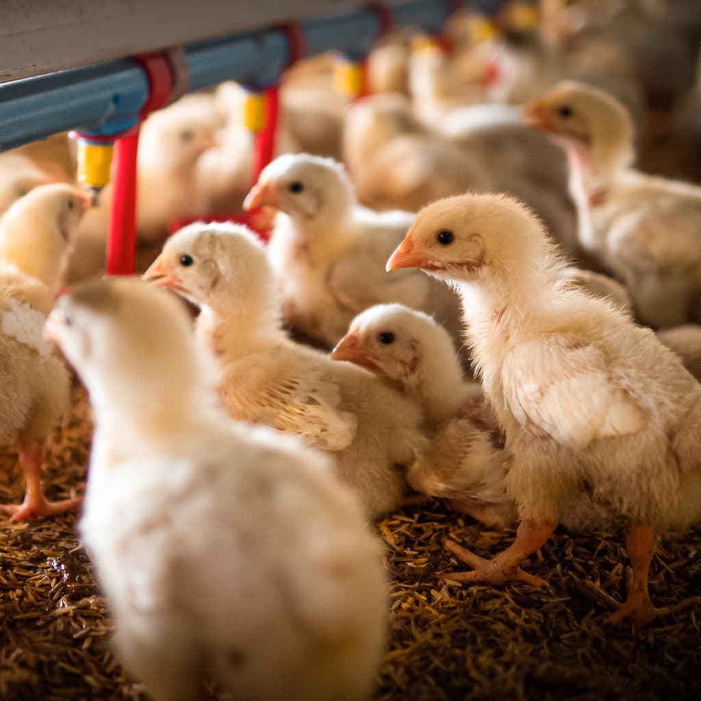 Comprar aves en Ferrol