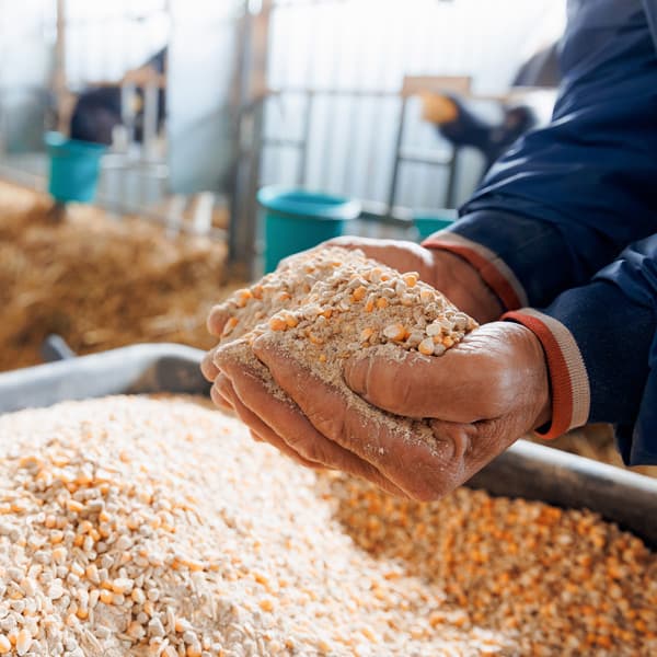 Piensos en Ferrol para animales