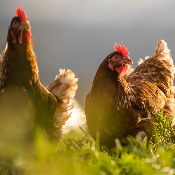 Venta de aves: pavos, pollos y gallinas en Ferrol