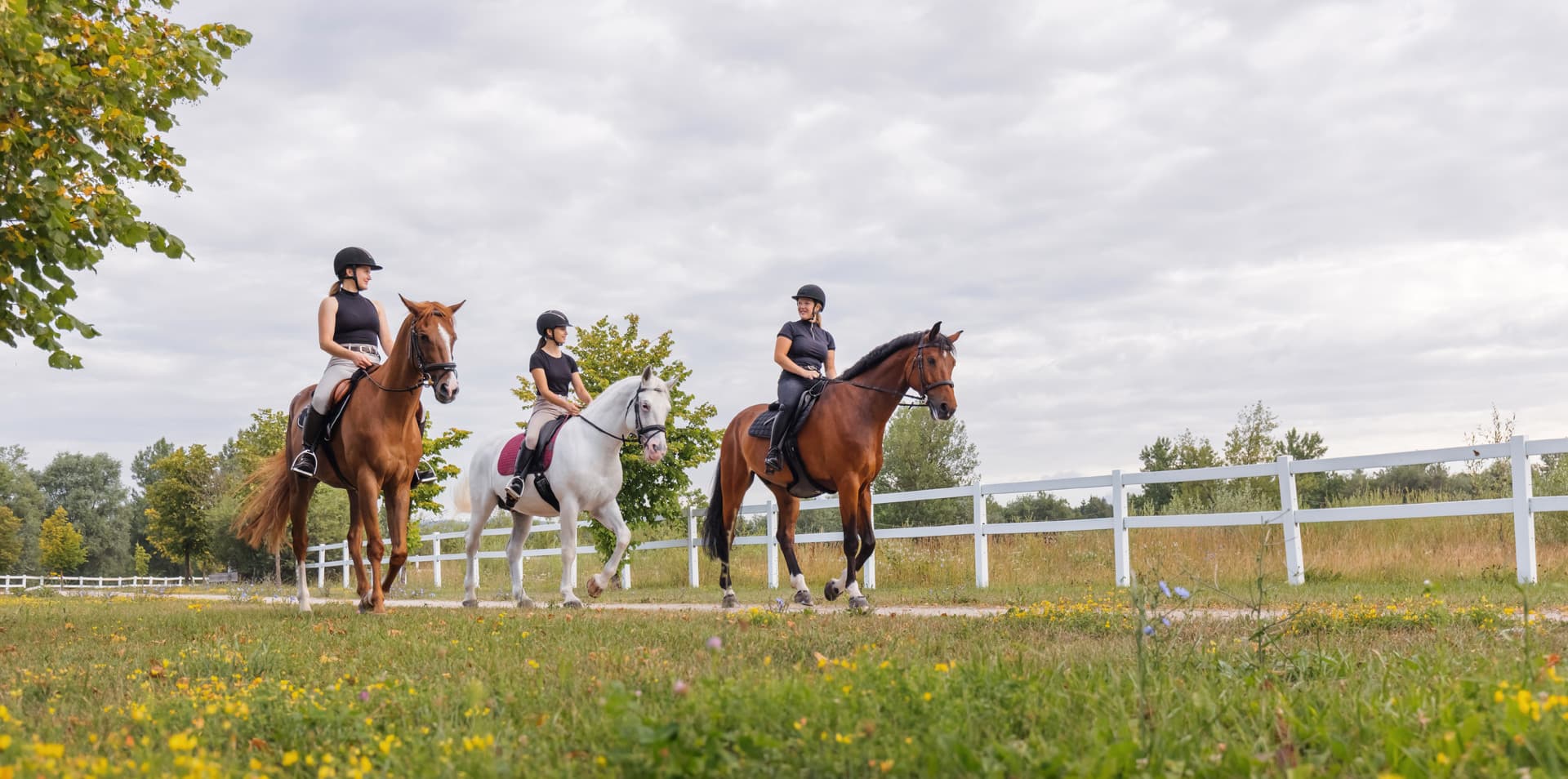 Accesorios para caballo en Ferrol