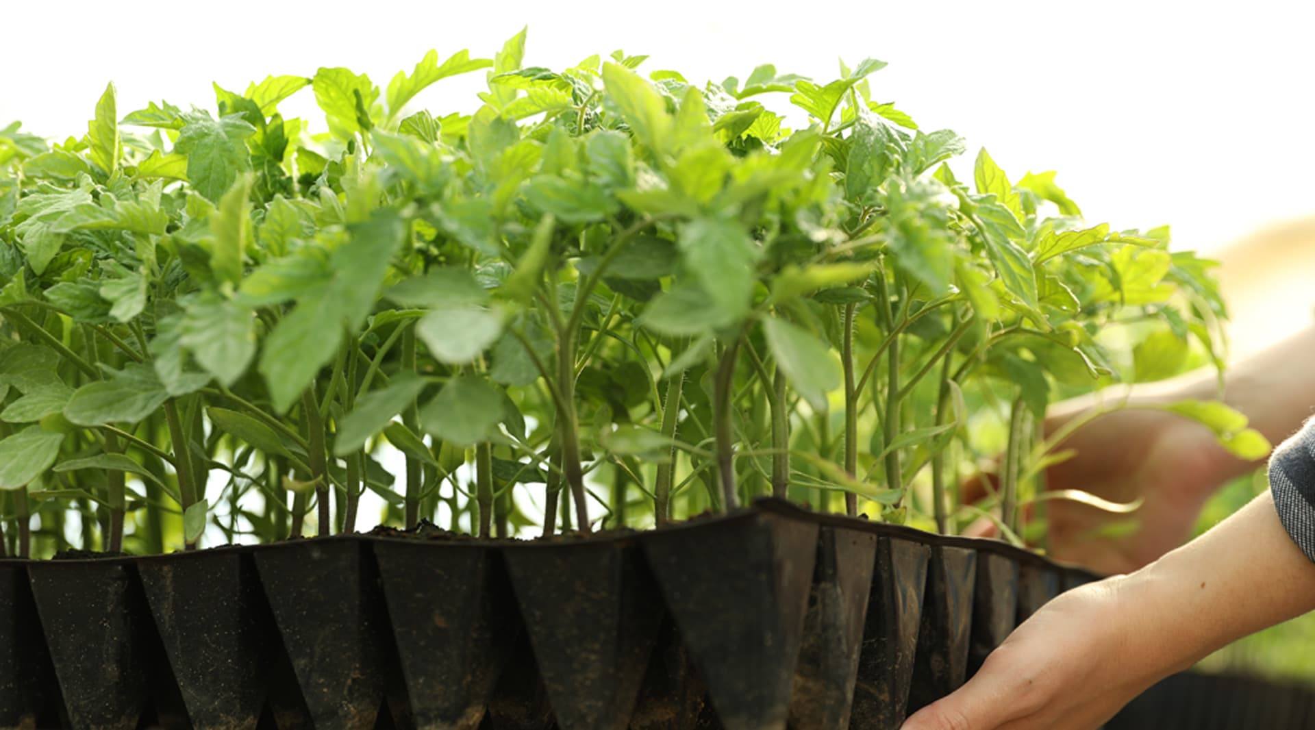 Tienda agraria en Ferrol