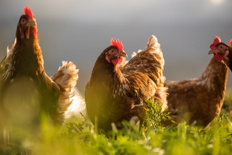 Venta de aves en Ferrol