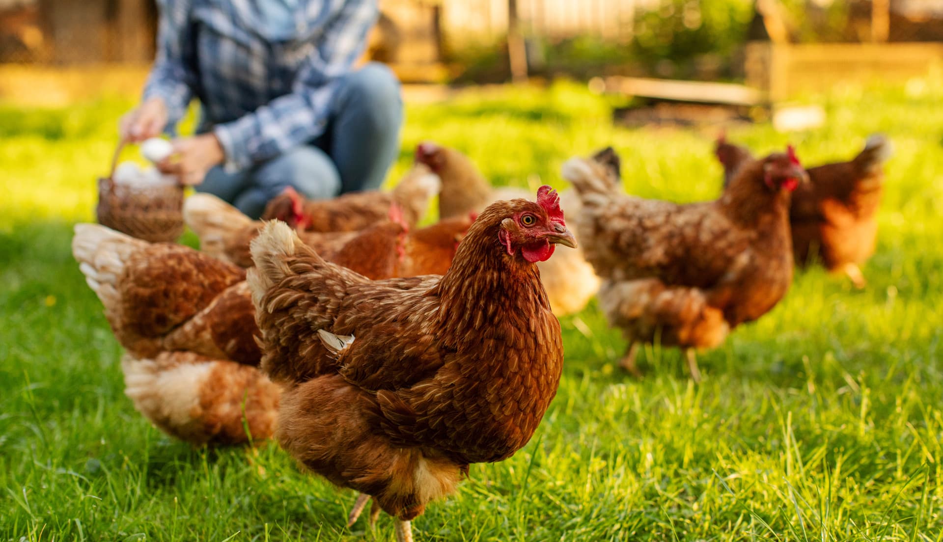 Venta de aves en Ferrol