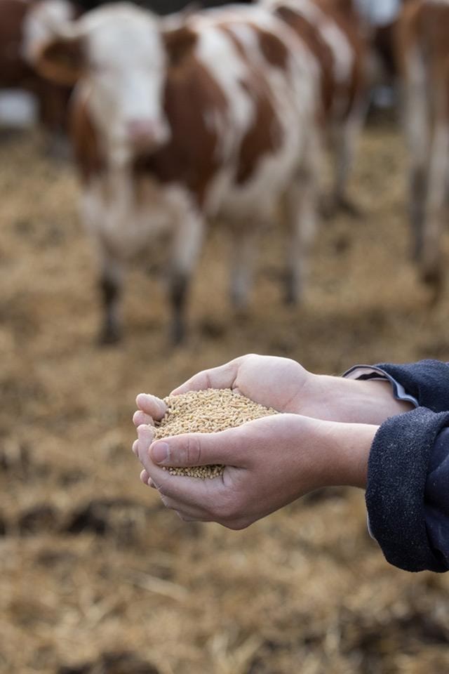 Piensos de calidad para cada etapa